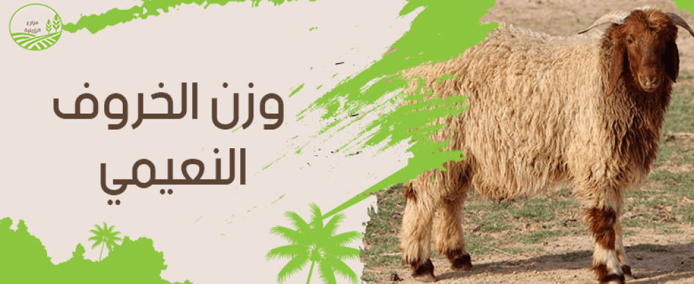 متوسط وزن الخروف النعيمي حسب العمر والتغذية