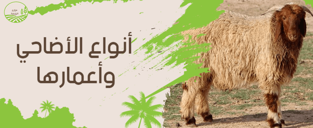 تعرف على انواع الاضاحي واعمارها