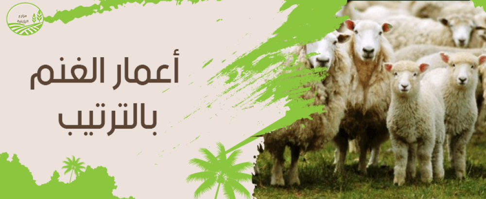أعمار الغنم بالترتيب​ من الولادة مع شرح مراحل النمو