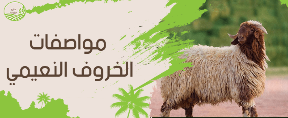 مواصفات الخروف النعيمي.. السلالة الذهبية في سوق المواشي الخليجي
