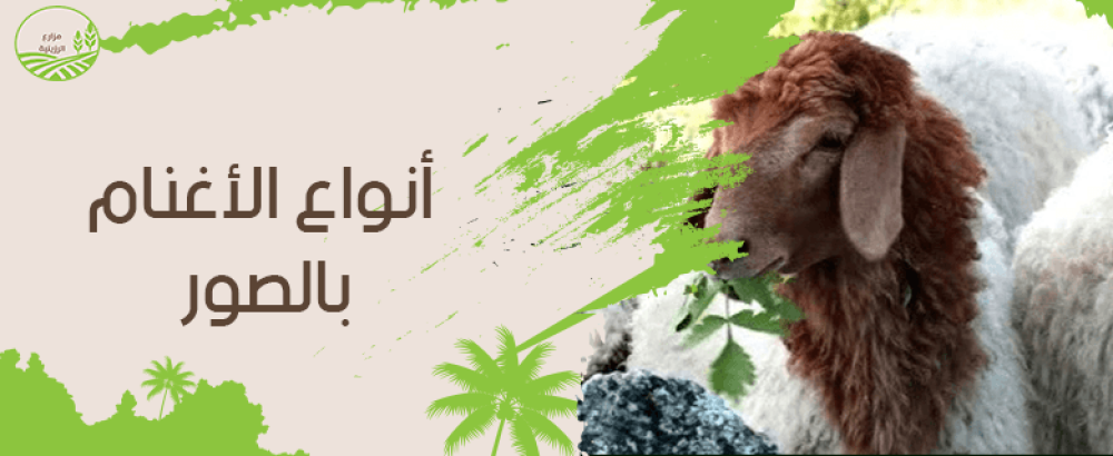 قائمة أنواع الأغنام بالصور والفرق بينهم