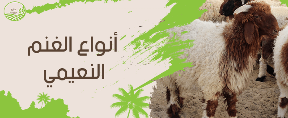دليلك الشامل للتعرف على أفضل أنواع الغنم النعيمي