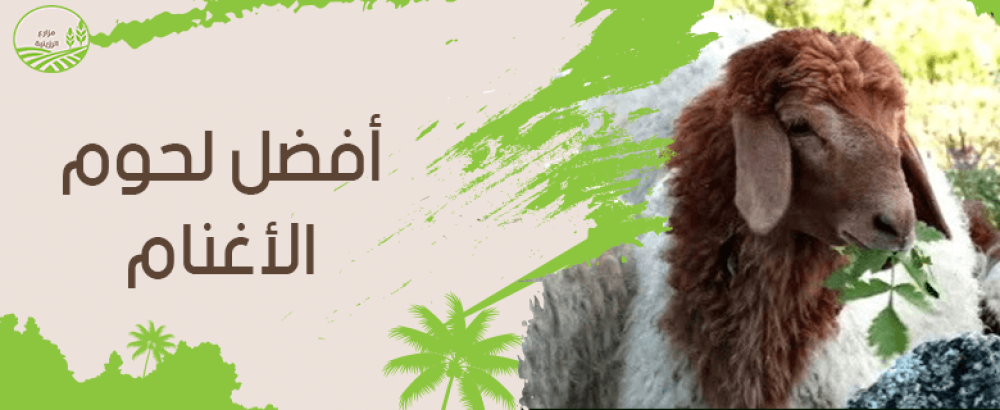 دليلك الشامل للتعرف على افضل لحوم الاغنام
