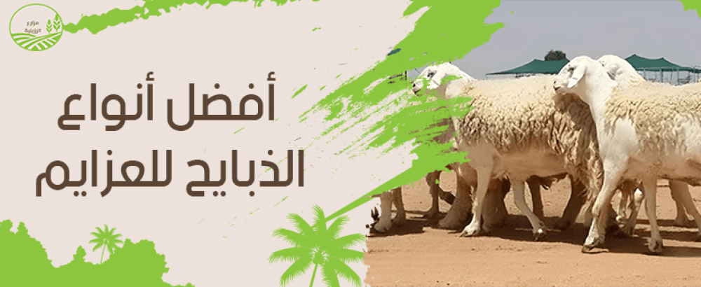ما هي معايير اختيار افضل انواع الذبايح للعزايم؟