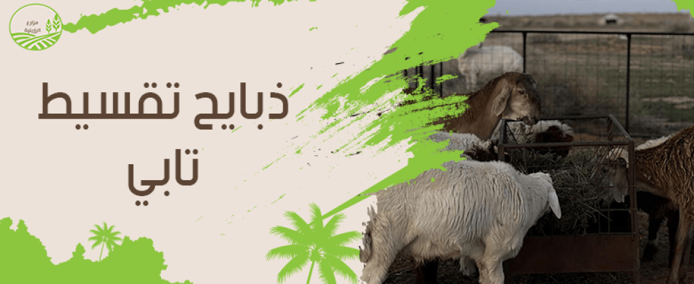 مميزات الحصول على ذبايح تقسيط تابي من مزارع الرزينية