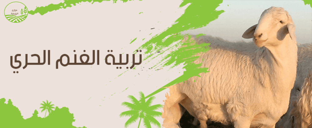 تربية الغنم الحري.. الأساليب الصحيحة ونصائح المهمة
