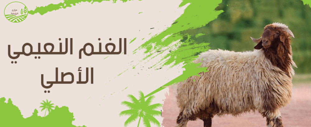 كيف تميز بين الغنم النعيمي الاصلي والمهجن​؟