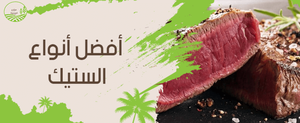 قائمة افضل انواع الستيك وطريقة تجهيزها