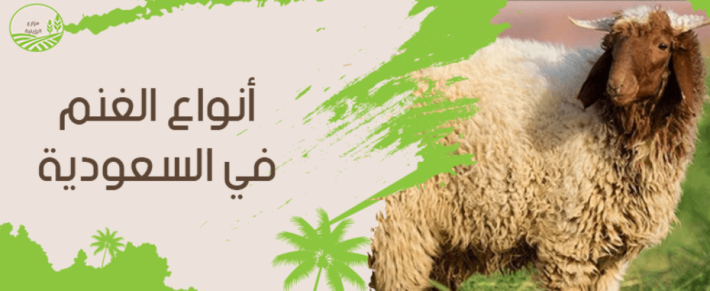 ما هي افضل انواع الغنم في السعوديه؟