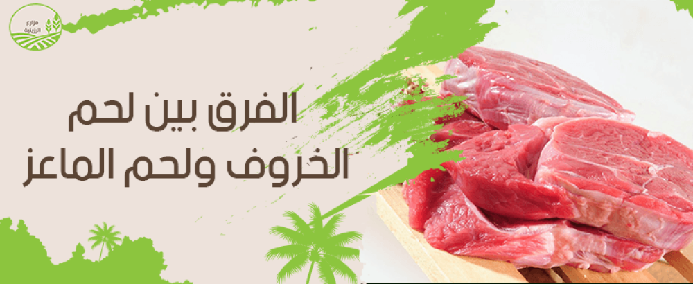 مقارنة شاملة حول الفرق بين لحم الخروف ولحم الماعز