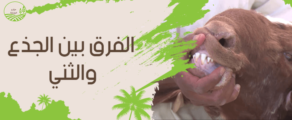 تعرف على الفرق بين الجذع والثني