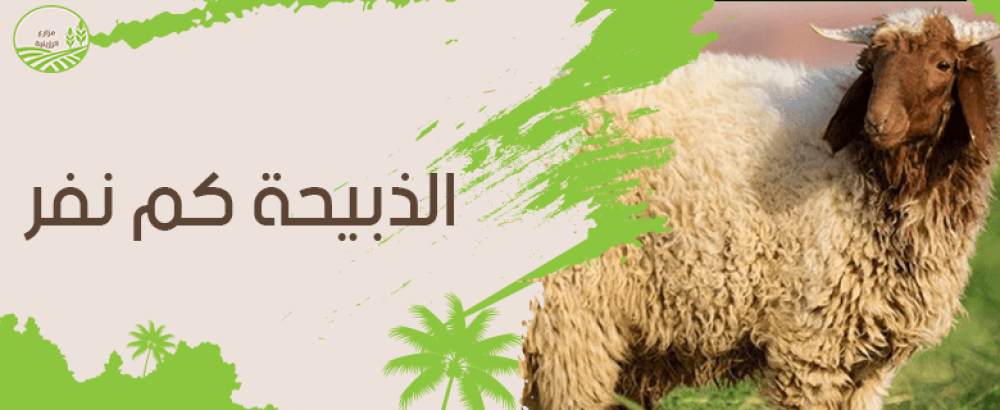 اكتشف الذبيحة كم نفر.. دليلك لتحديد الحجم المناسب للعزايم