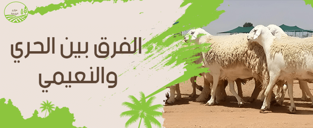 ما هو الفرق بين الحري والنعيمي؟.. مقارنة شاملة