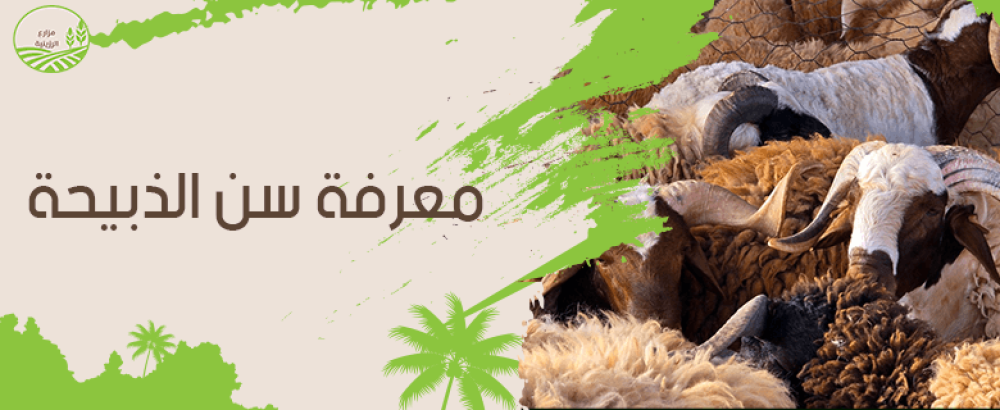 طريقة معرفة سن الذبيحة وفق خطوات علمية