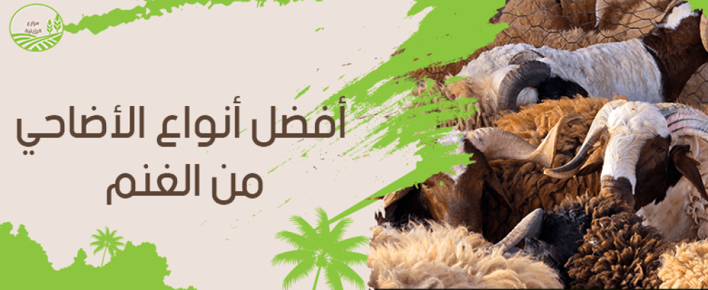 افضل انواع الاضاحي من الغنم.. دليل المضحّي لاختيار الأضحية المثالية