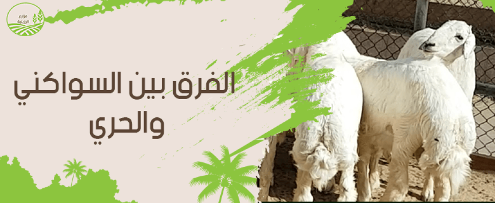 مقارنة شاملة حول الفرق بين السواكني والحري