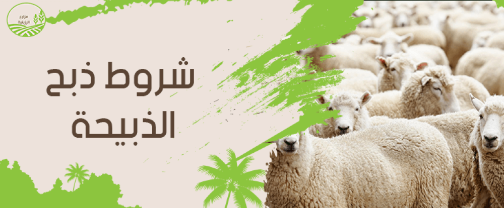 شروط ذبح الذبيحة بطريقة شرعية من الرزينية