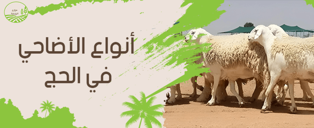 كل ما تريد معرفته حول انواع الاضاحي في الحج