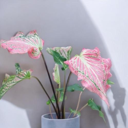 Caladium Pink Symphony-كلاديوم بينك سيمفوني