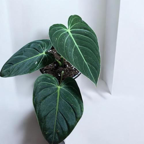 PHILODENDRON MELANOCHRYSUM-فيلوديندرون ميلانوكرسم