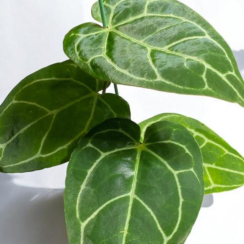 Anthurium Crystallinum - أنثوريوم كرستلاينم