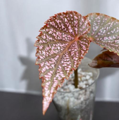 Begonia Maculata Pink Spot-بيقونيا ماكولاتا بينك س...