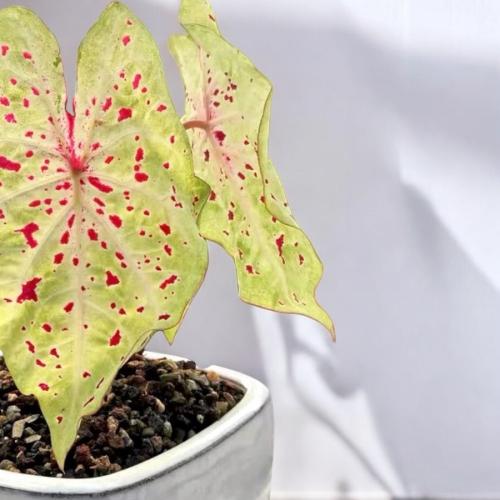 Caladium Miss Muffet