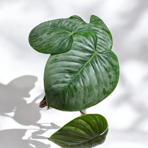 PHILODENDRON SODIROI-فيلوديندرون سوديروي