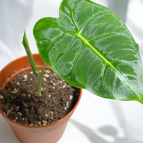 Alocasia Frydek-الوكاسيا فريدك