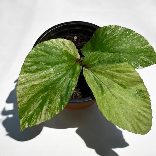 BEGONIA AUREA VARIEGATED SP BORNEO-بيقونيا اوريا ف...