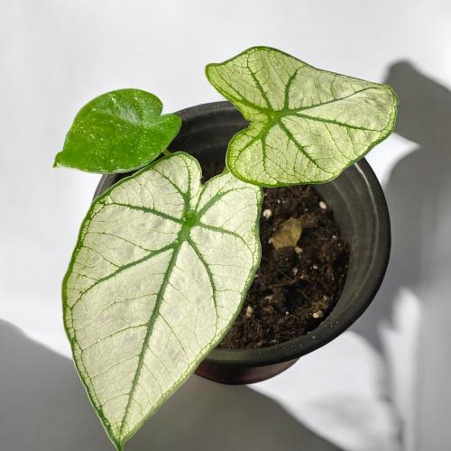 Caladium White Frost