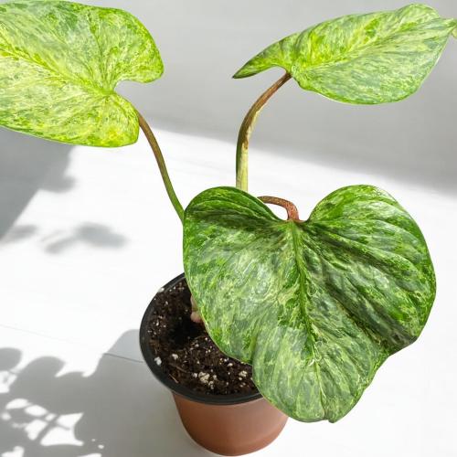 Philodendron Sodiroi Variegated