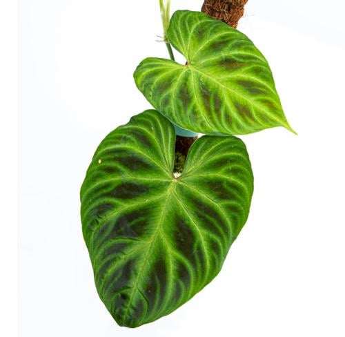 PHILODENDRON VERRUCOSUM-فيلوديندرون فيروكوسوم