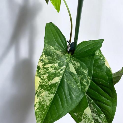 Syngonium Aurea variegated-سينقونيوم اوريا فرقيتد