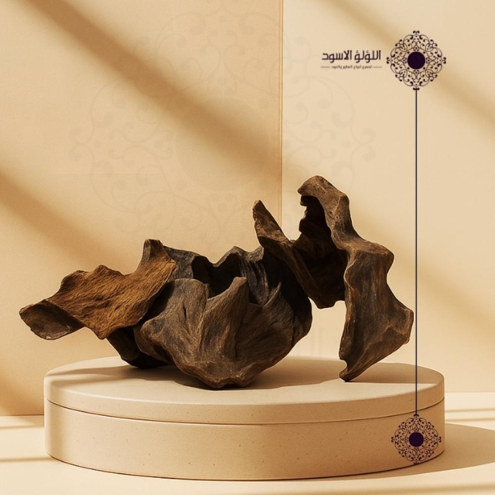 عود قواقع محسن فيتنامي