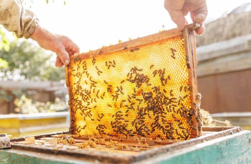 كيف تعرف العسل الأصلي من المغشوش؟ 8 علامات تكشف لك العسل الطبيعي الحقيقي