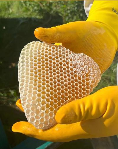 أنواع العسل في السعودية: أشهر أنواع العسل الطبيعي وفوائد كل نوع