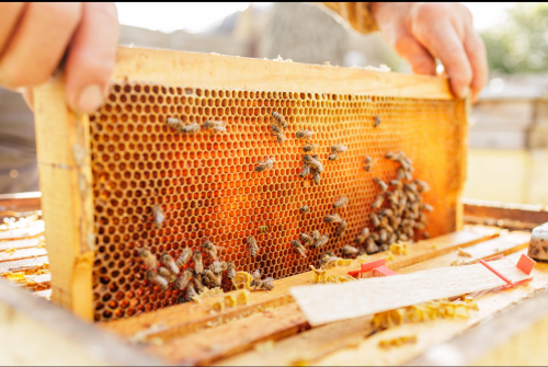 كيف يتم إنتاج العسل الطبيعي؟ رحلة العسل من الزهرة إلى العبوة