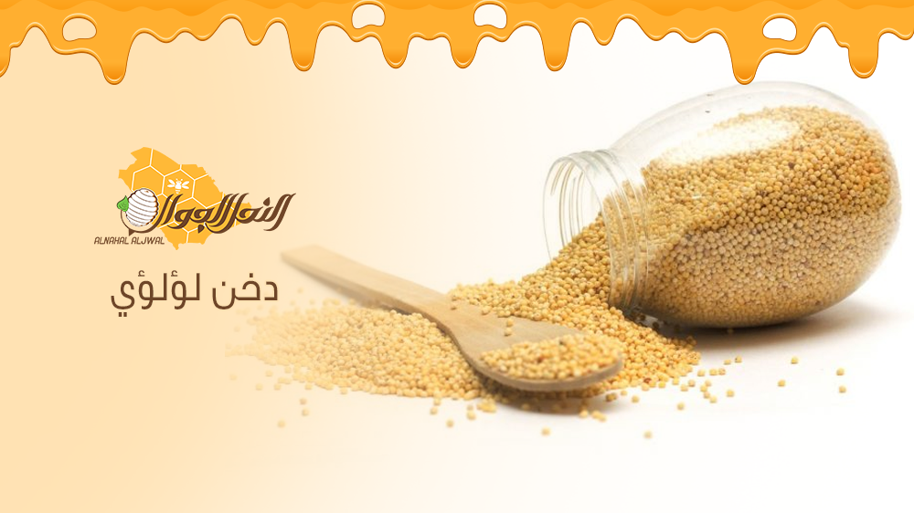 تعرف علي نبات الدخن اللؤلؤي