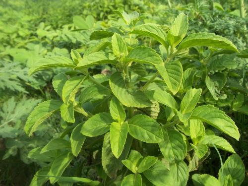 الريحان الفرنسي (French Basil)‏