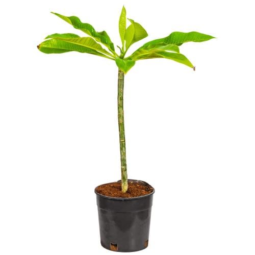 الياسمين الهندي (Plumeria alba)