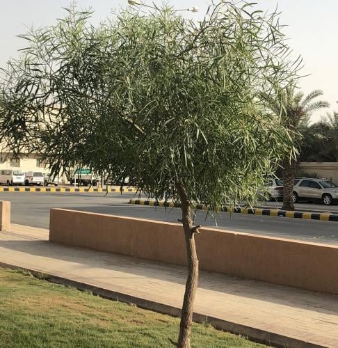 الطلح الملحي (Acacia ampliceps maslin)