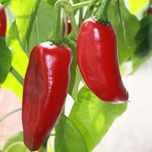 فلفل شقراء