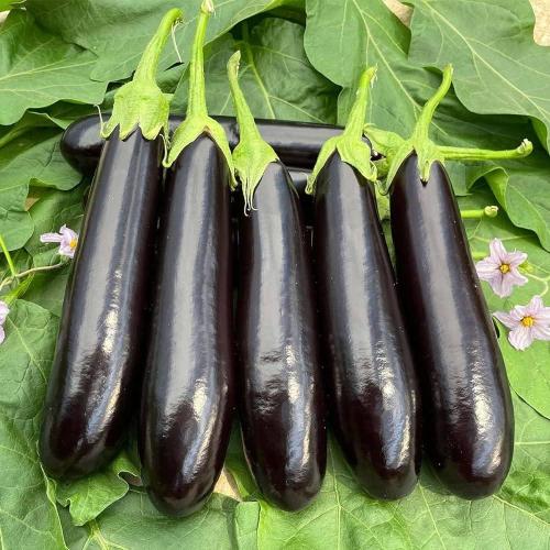 باذنجان أسود طويل