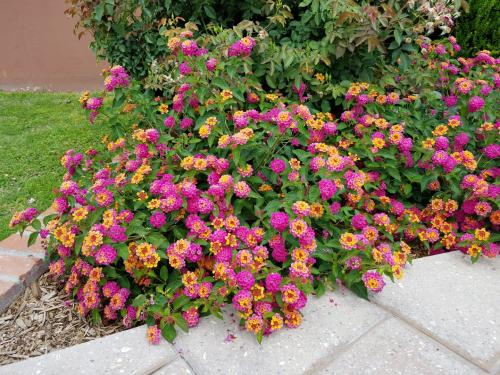 لانتانا كمارا (Lantana camara)