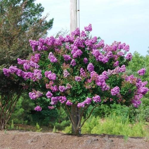 تمر حنا - لاجستروميا (Lagerstroemia indica)