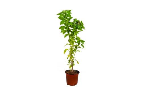 ريحان بلدي (Ocimum basilicum)