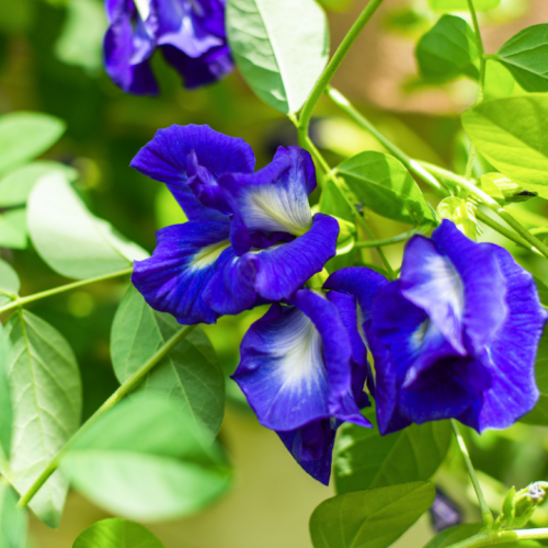 الشاي الأزرق (Clitoria ternatea)