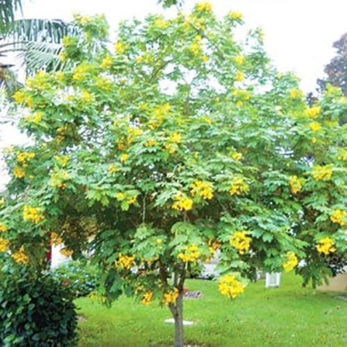 بذور كاسيا‬ ‫جلوكا(‬ Cassia glauca ‫)