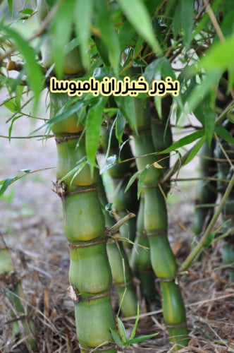 بذور خيزران بامبوسا
